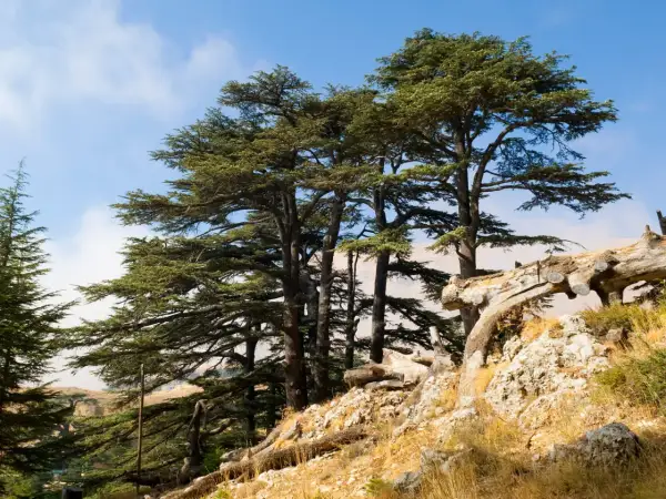 Majestuosos árboles de cedro se alzan en una ladera rocosa bajo un cielo azul.
